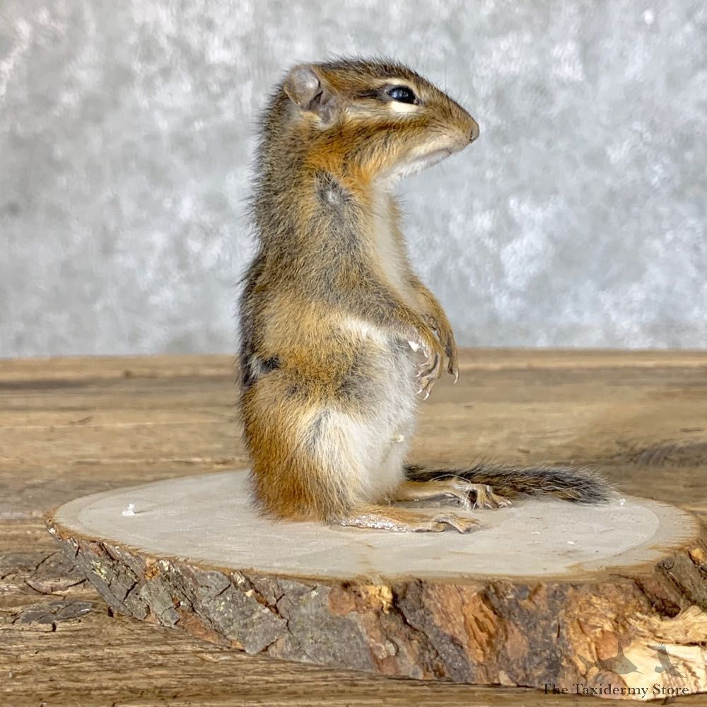 Chipmunk Life-Size Mount For Sale #22638 @ The Taxidermy Store