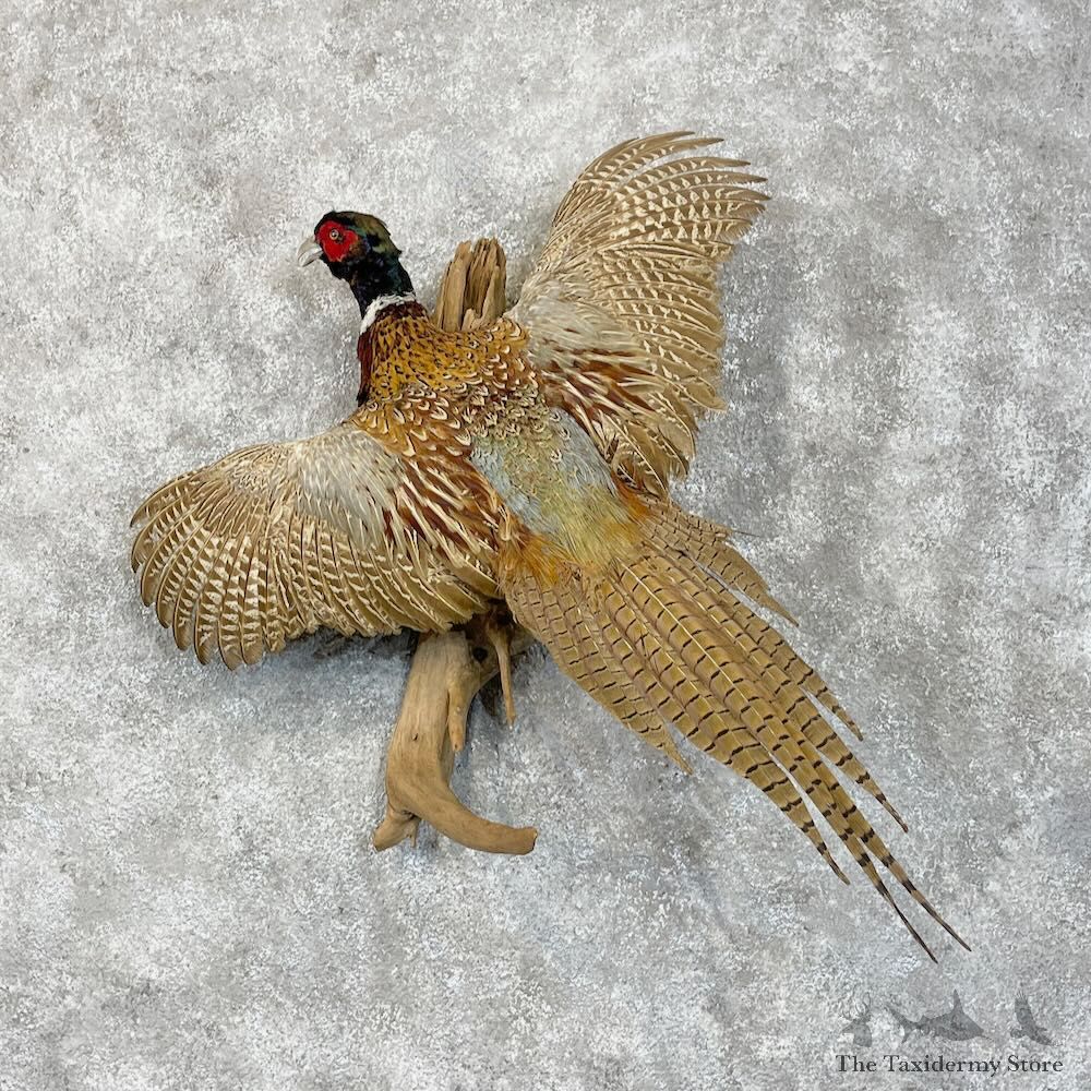 Ringneck Pheasant Bird Mount For Sale #28514 @ The Taxidermy Store