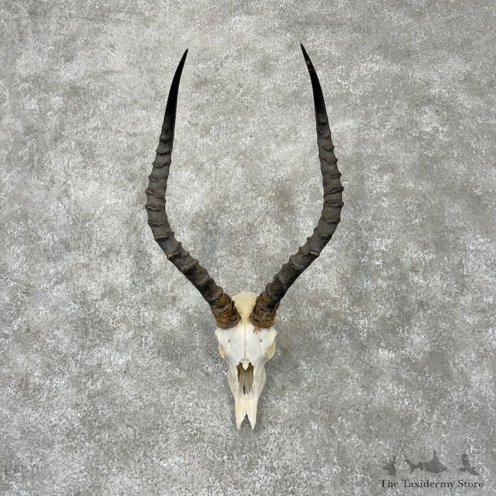 Impala Skull & Horns European Mount For Sale #29824 @ The Taxidermy Store
