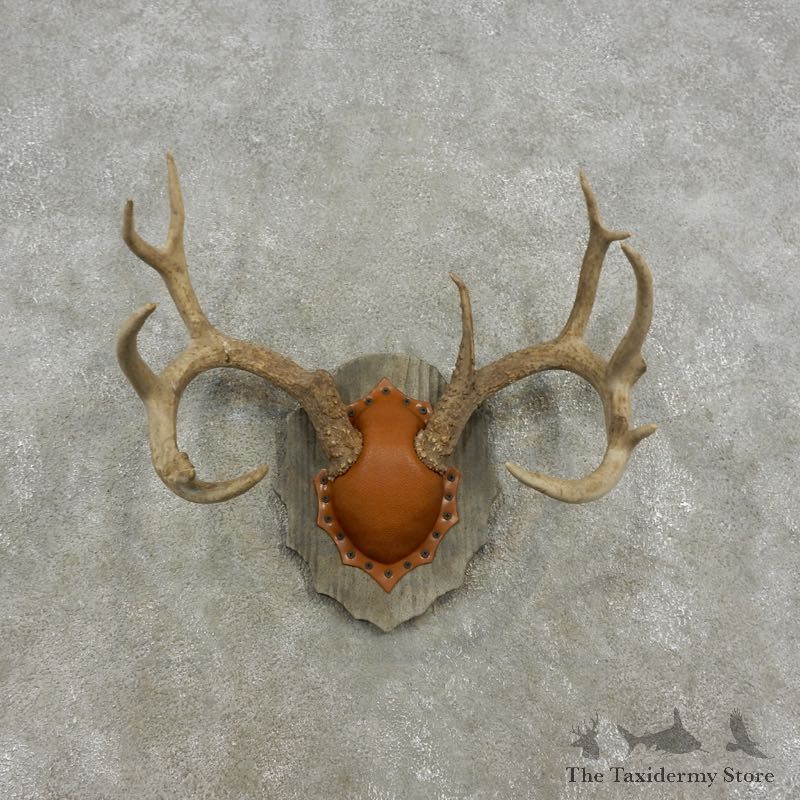 Whitetail Deer Antler Plaque Mount For Sale #17306 @ The Taxidermy Store