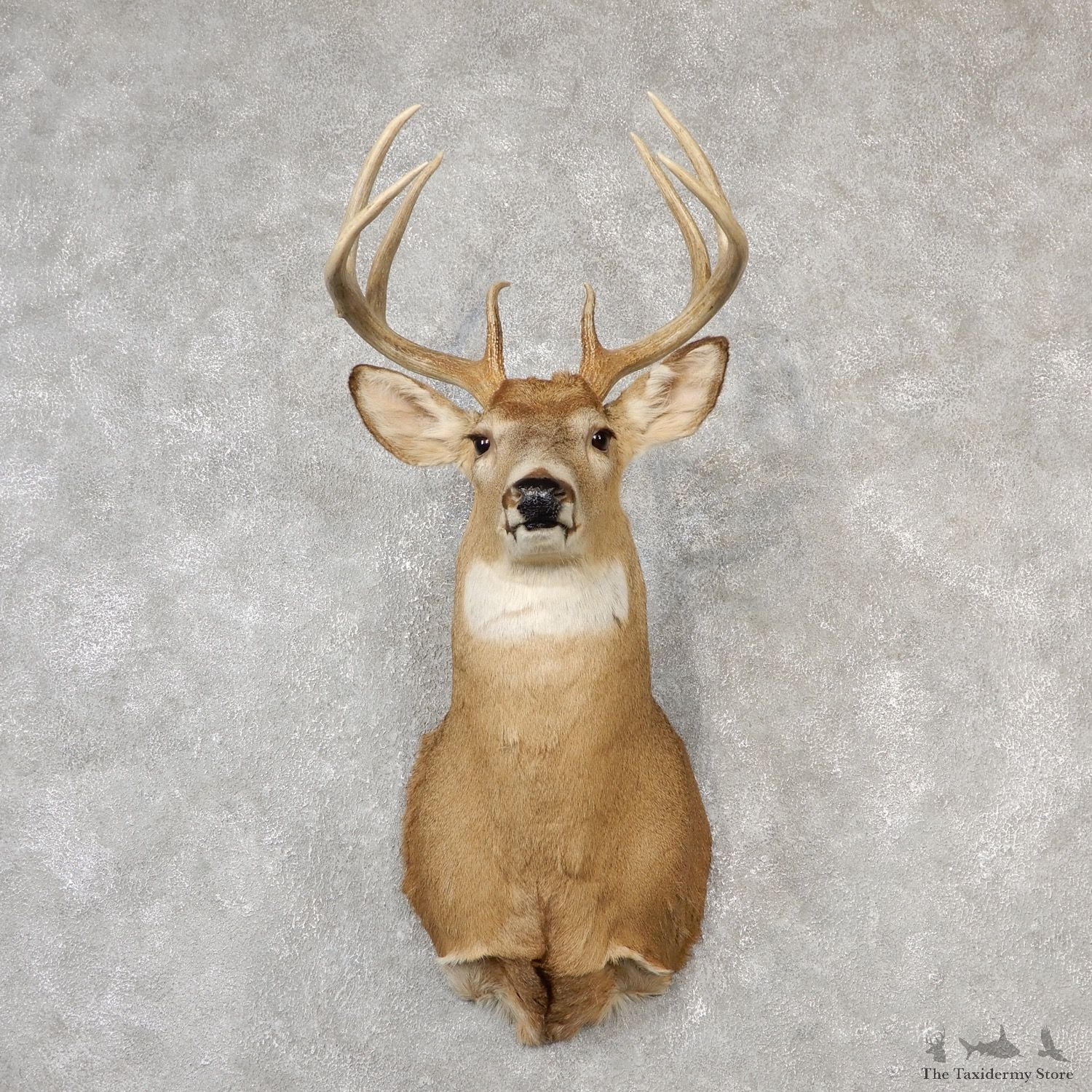 Whitetail Deer Shoulder Mount #19093 For Sale - The Taxidermy Store