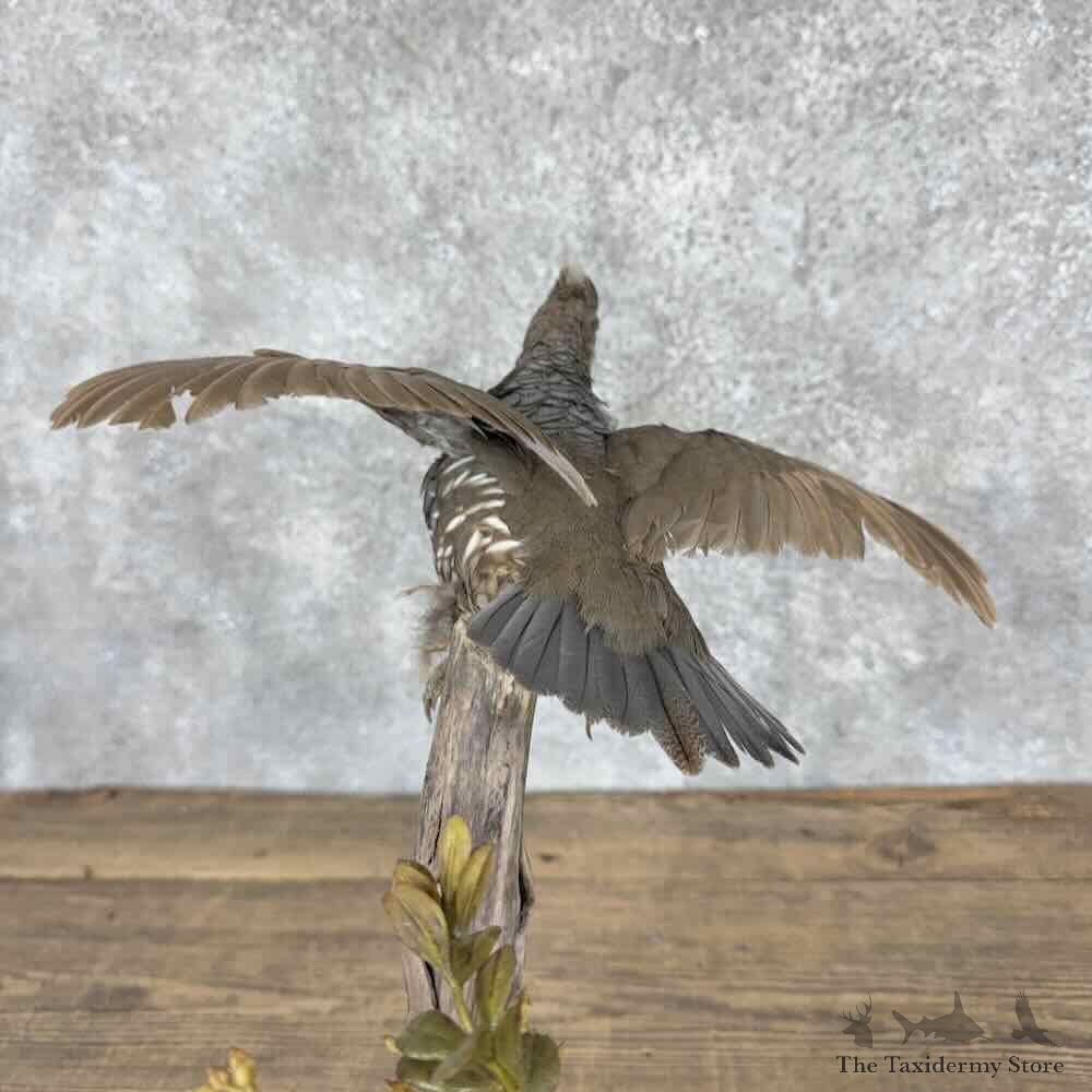 Scaled Quail Bird Mount For Sale #32037 @ The Taxidermy Store