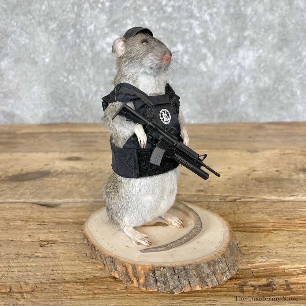 Tactical Rat Novelty Mount For Sale #26554 @ The Taxidermy Store