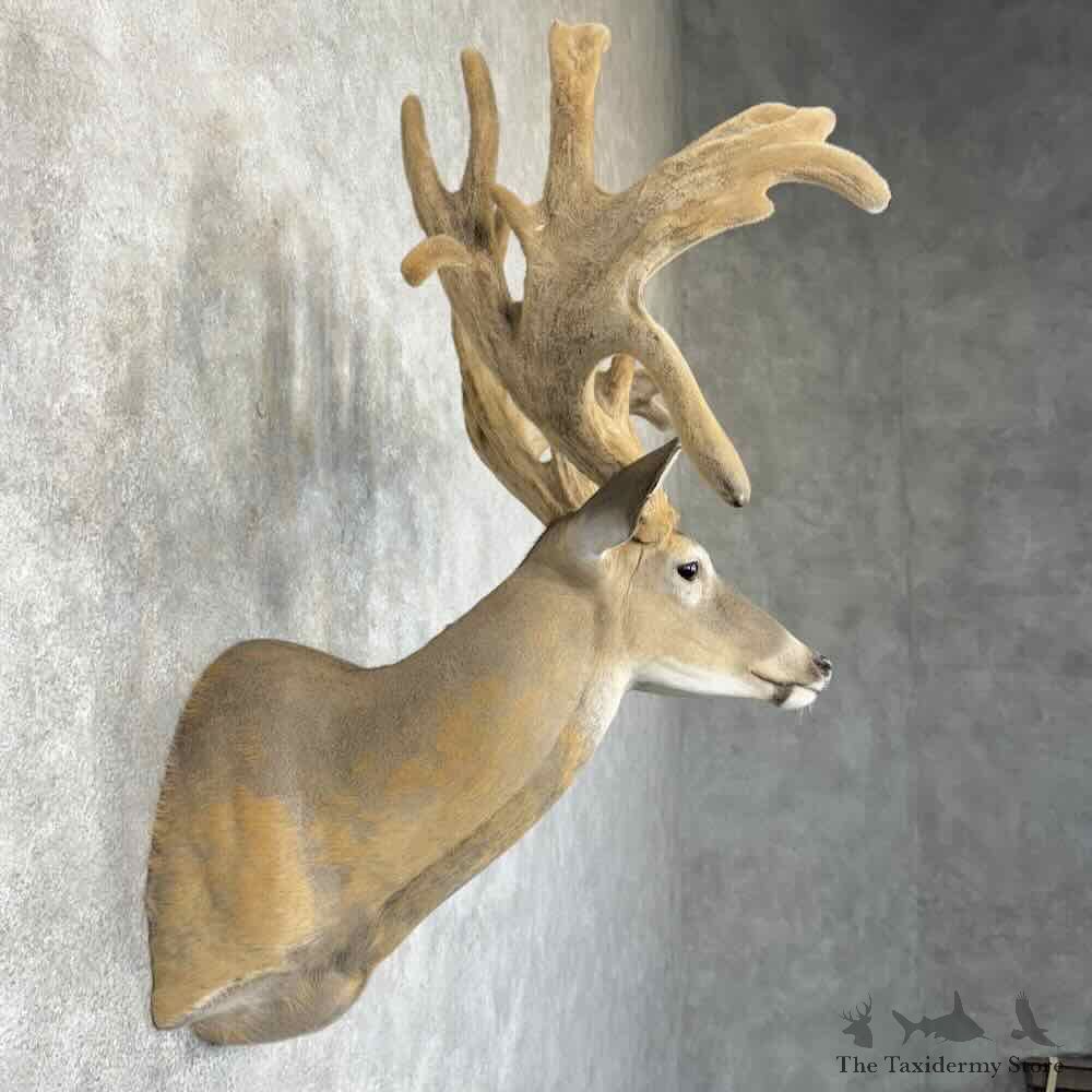 Whitetail Deer Shoulder Mount For Sale #30328 @ The Taxidermy Store