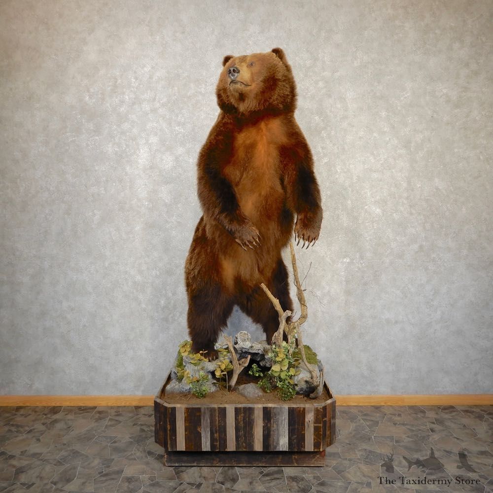 Inland Grizzly Bear Mount For Sale #20353 @ The Taxidermy Store