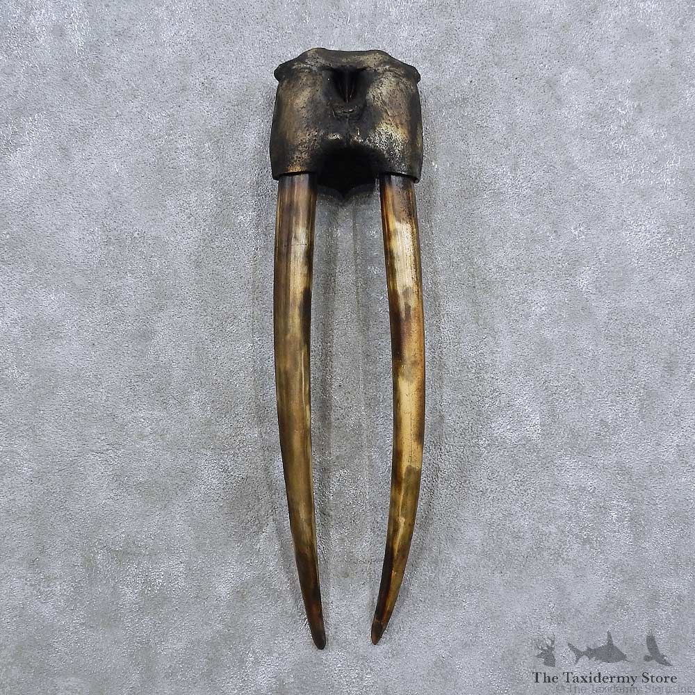 Walrus Skull Tusk Replica Mount For Sale #15677 @ The Taxidermy Store
