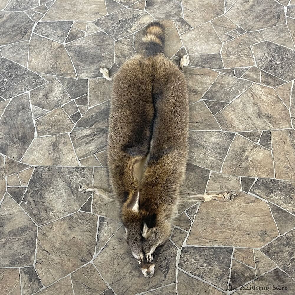 Raccoon Tanned Hide For Sale #27894 @ The Taxidermy Store