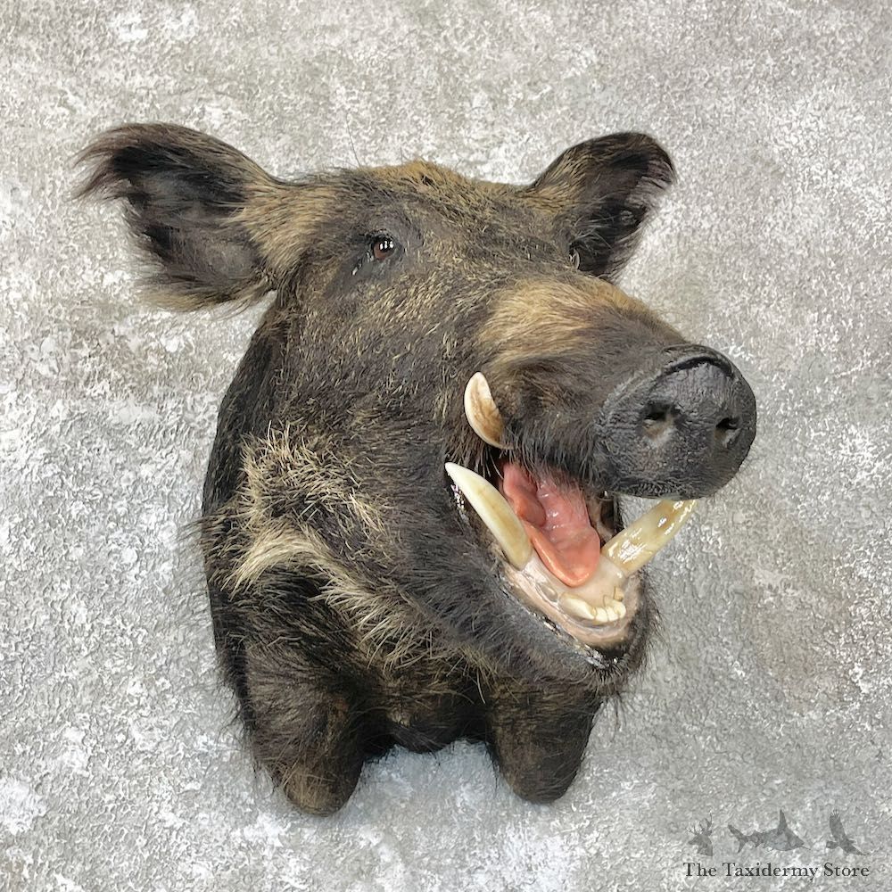 Wild Boar Shoulder Mount For Sale #26699 @ The Taxidermy Store