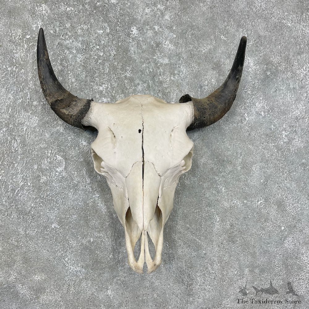 Buffalo Bison Skull Mount For Sale #17683 @ The Taxidermy Store