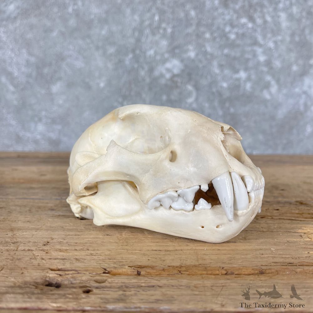 Mountain Lion Cougar Full Skull For Sale #26566 @ The Taxidermy Store