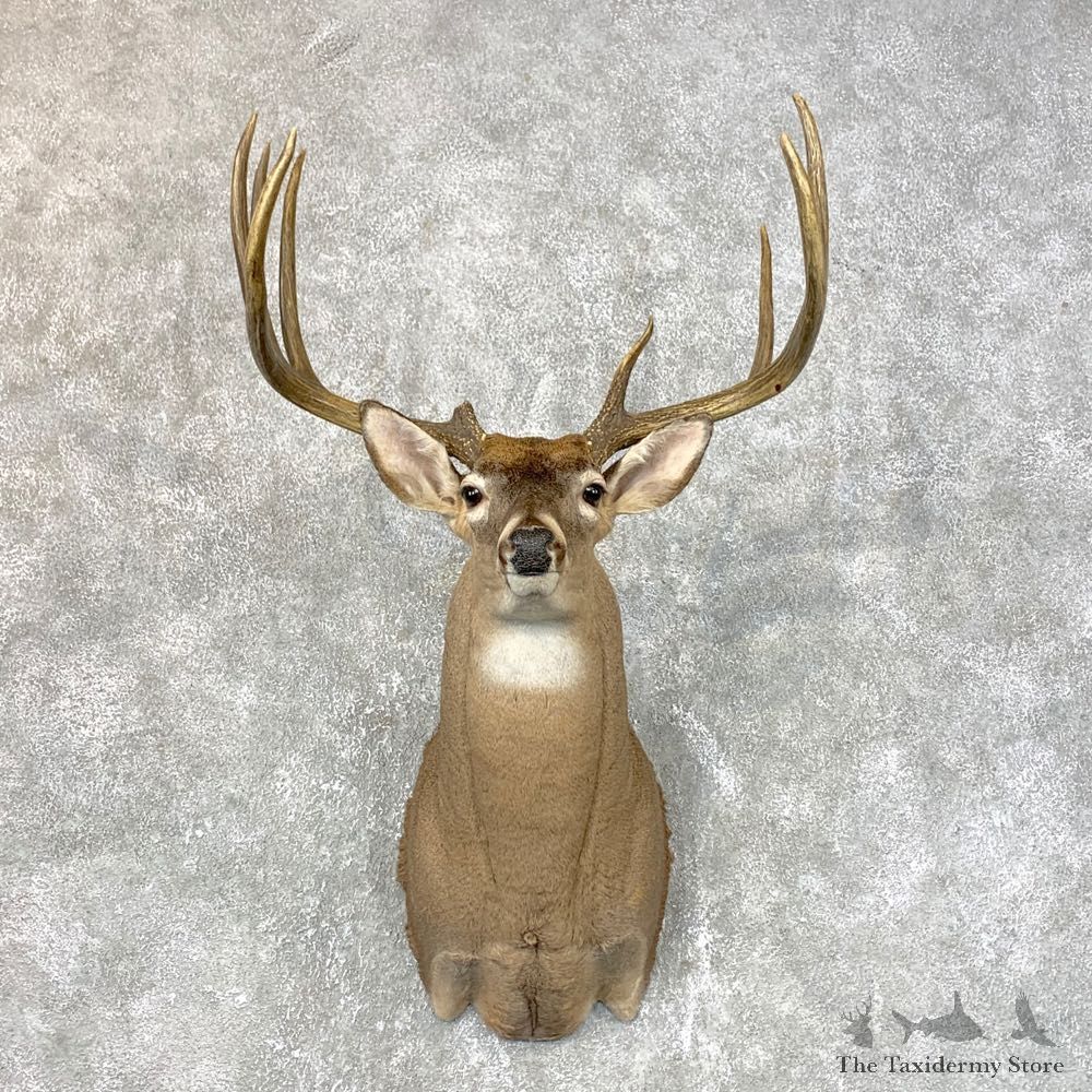 Whitetail Deer Shoulder Mount For Sale #23981 @ The Taxidermy Store
