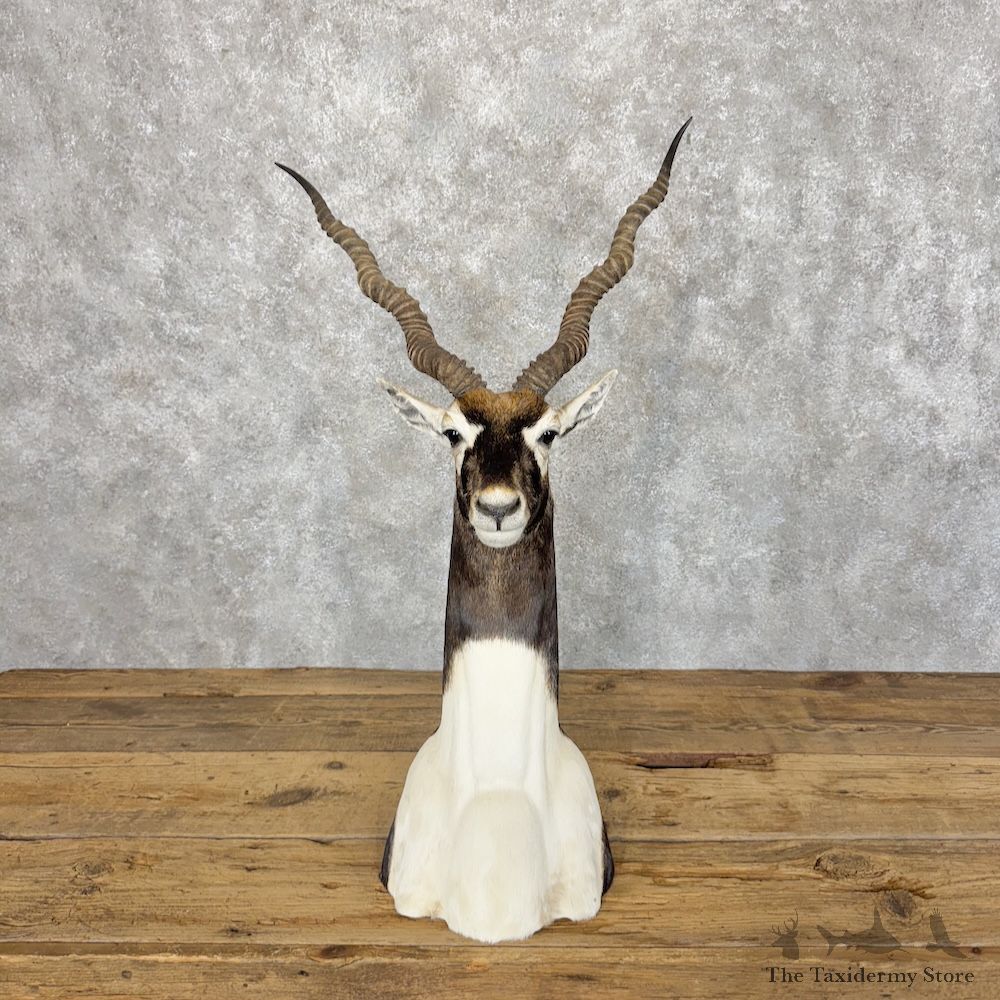 India Blackbuck Pedestal Mount For Sale #30056 @ The Taxidermy Store