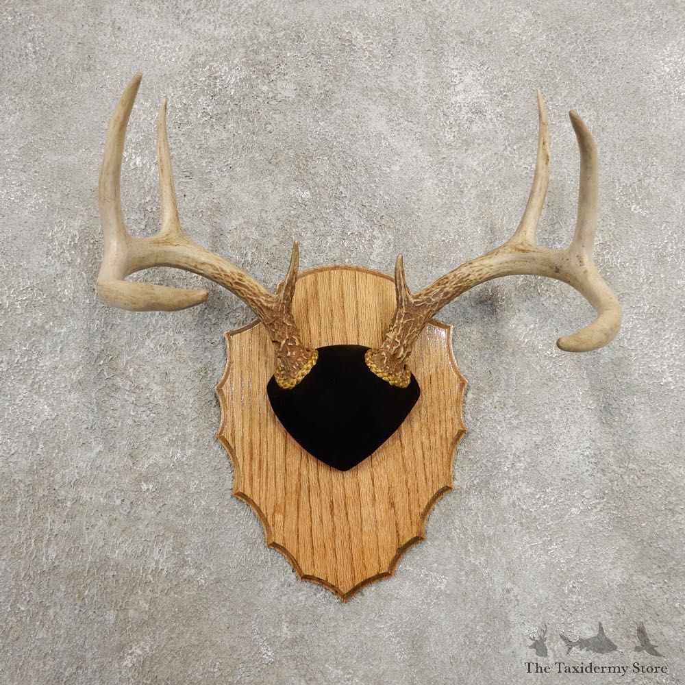 Whitetail Deer Antler Plaque Mount For Sale #20985 @ The Taxidermy Store