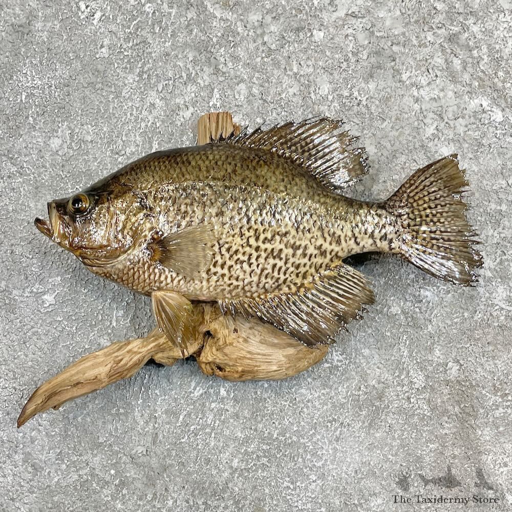 Black Crappie Fish Mount For Sale #27446 @ The Taxidermy Store