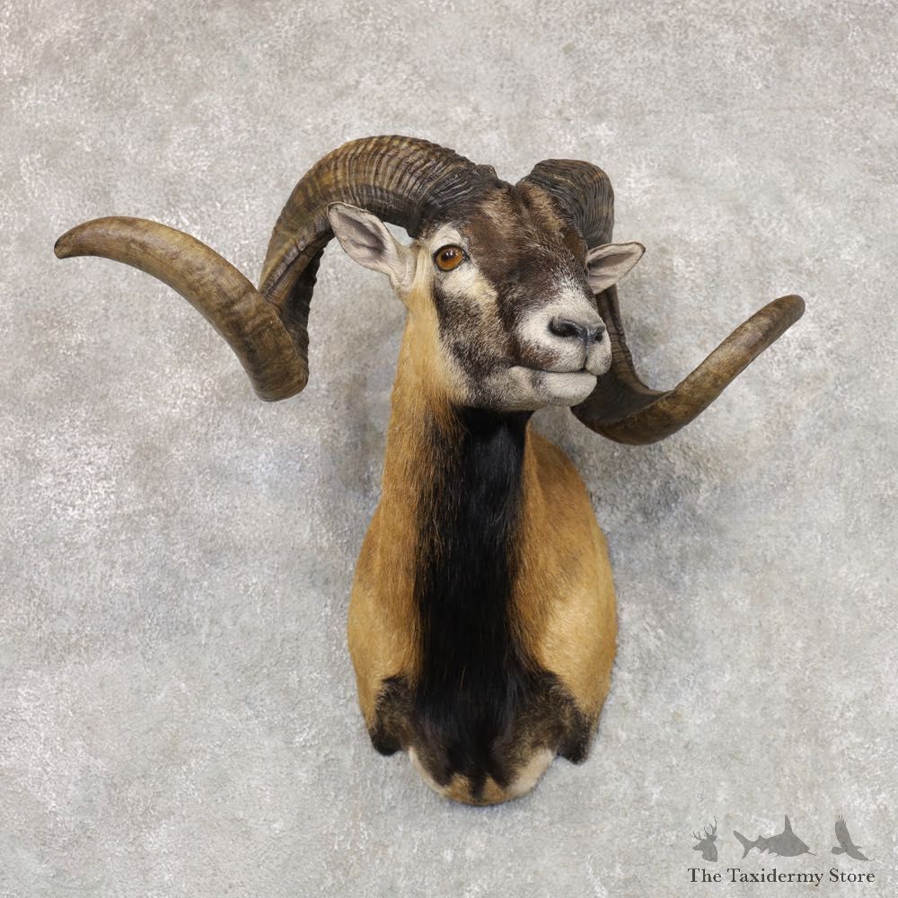 Corsican Ram Shoulder Mount For Sale #22515 @ The Taxidermy Store