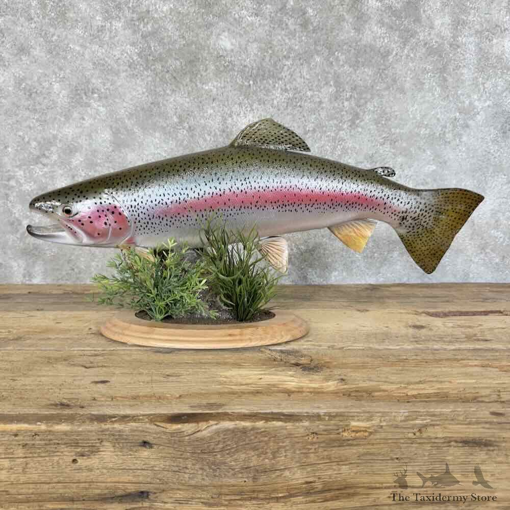 Rainbow Trout Fish Mount For Sale #31134 @ The Taxidermy Store