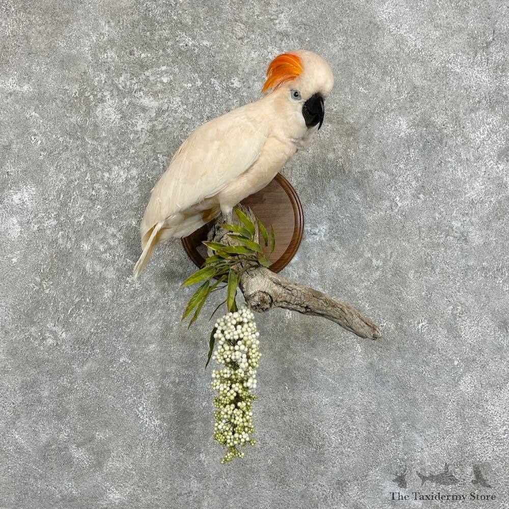 Salmon-Crested Cockatoo Bird Mount for Sale #27805 @ The Taxidermy Store