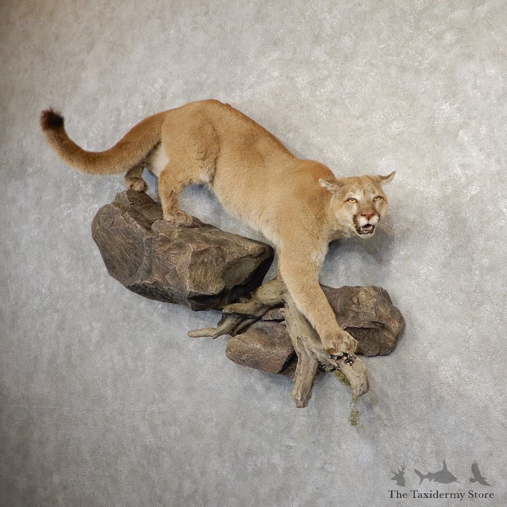 Mountain Lion Life-Size Mount For Sale #20821 @ The Taxidermy Store