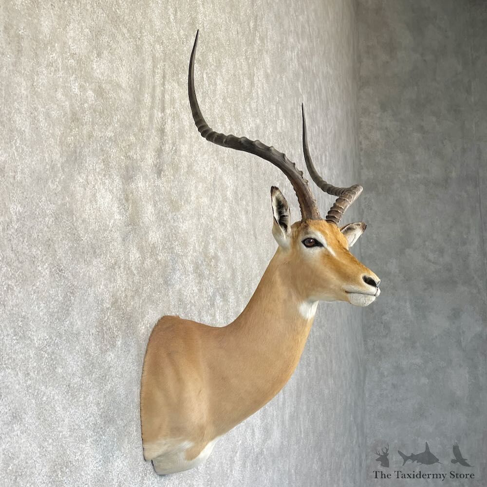 South African Impala Shoulder Mount For Sale #28280 @ The Taxidermy Store