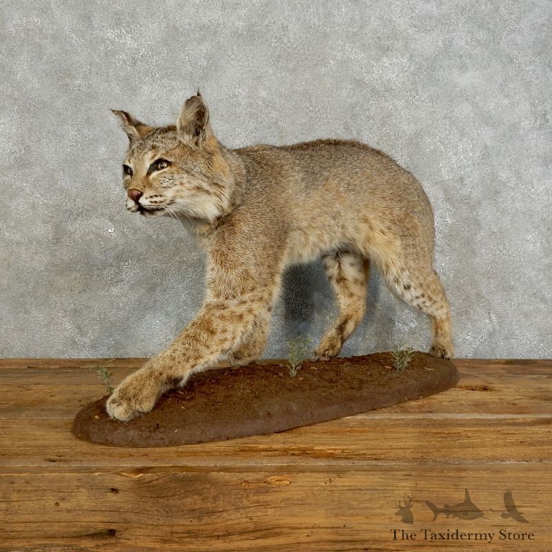 Bobcat Life-Size Mount For Sale #17568 @ The Taxidermy Store