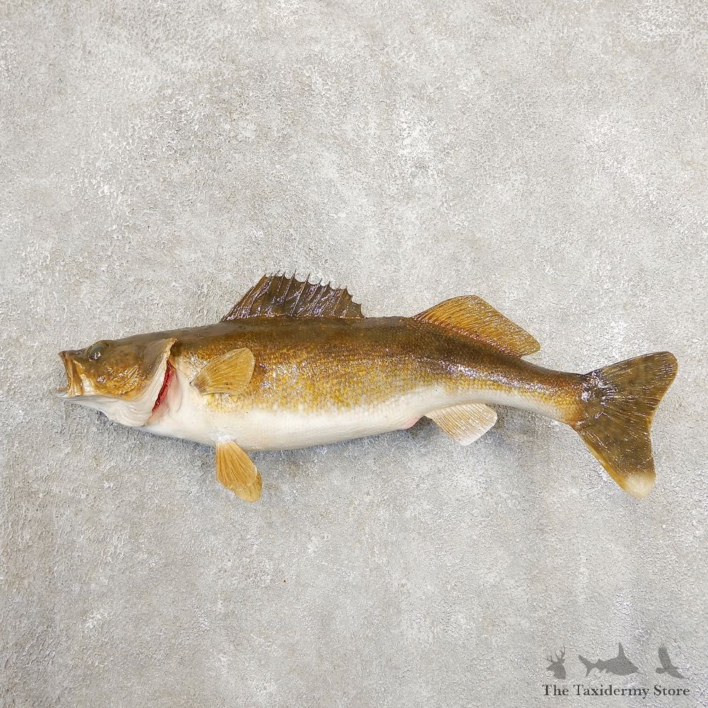Walleye Taxidermy Fish Mount #20886 For Sale @ The Taxidermy Store