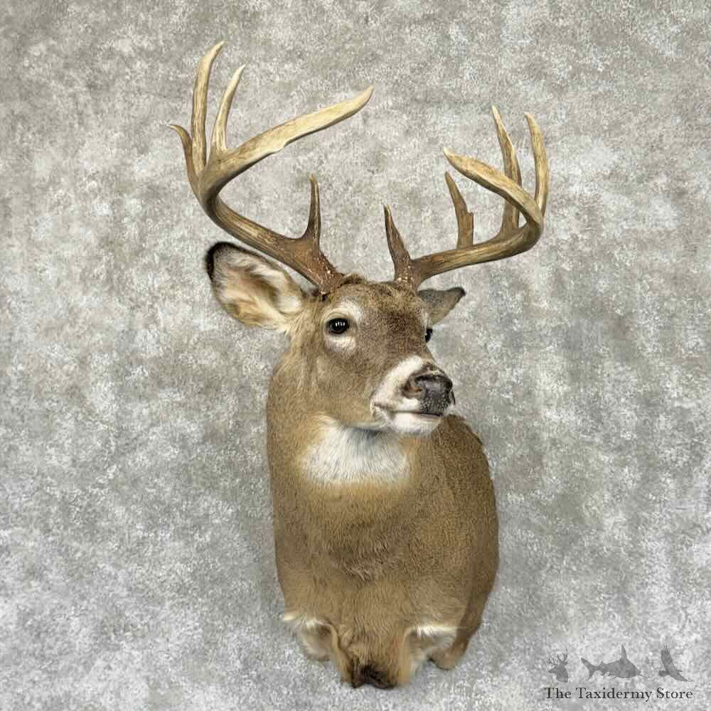 Whitetail Deer Shoulder Mount For Sale #31907 @ The Taxidermy Store