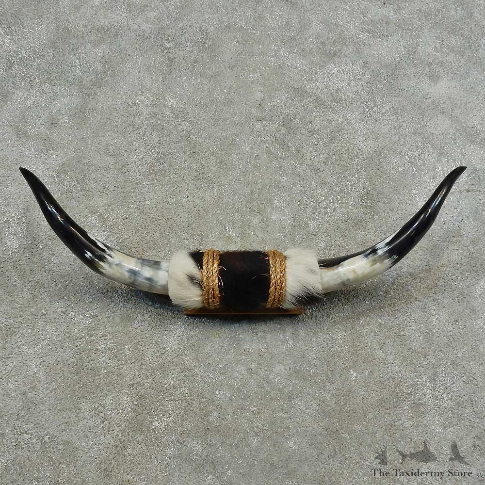 Longhorn Steer Horn Plaque For Sale #16773 @ The Taxidermy Store