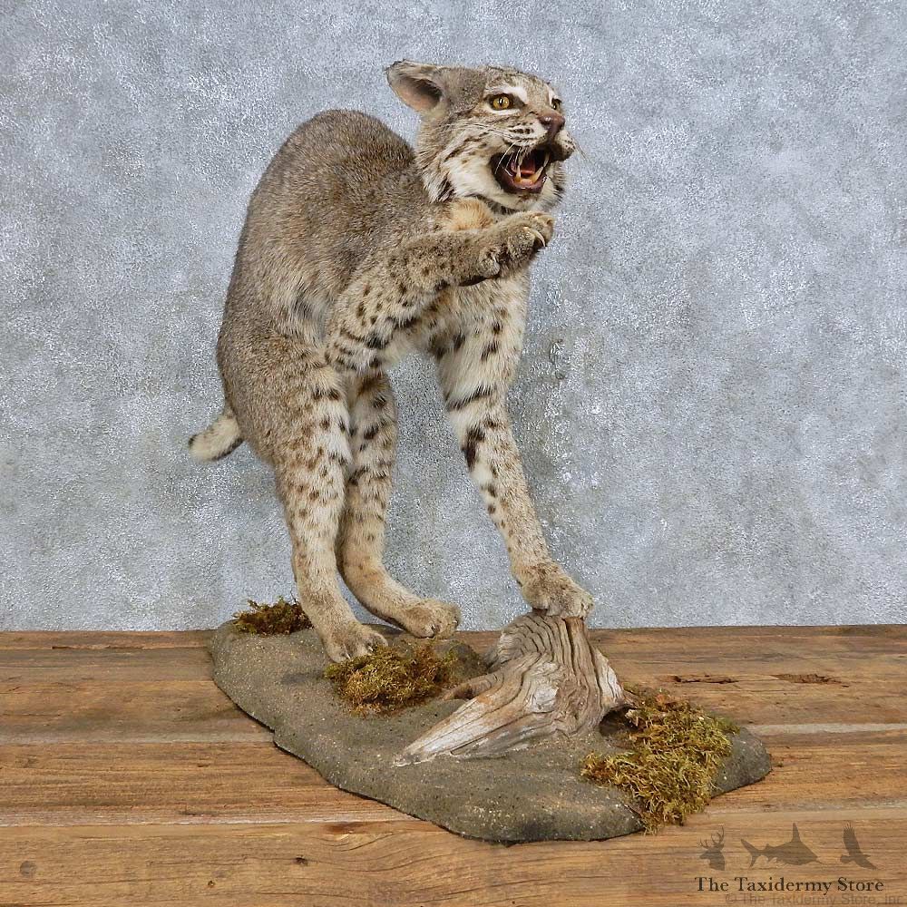 Striking Bobcat Life-Size Mount For Sale #14706 @ The Taxidermy Store