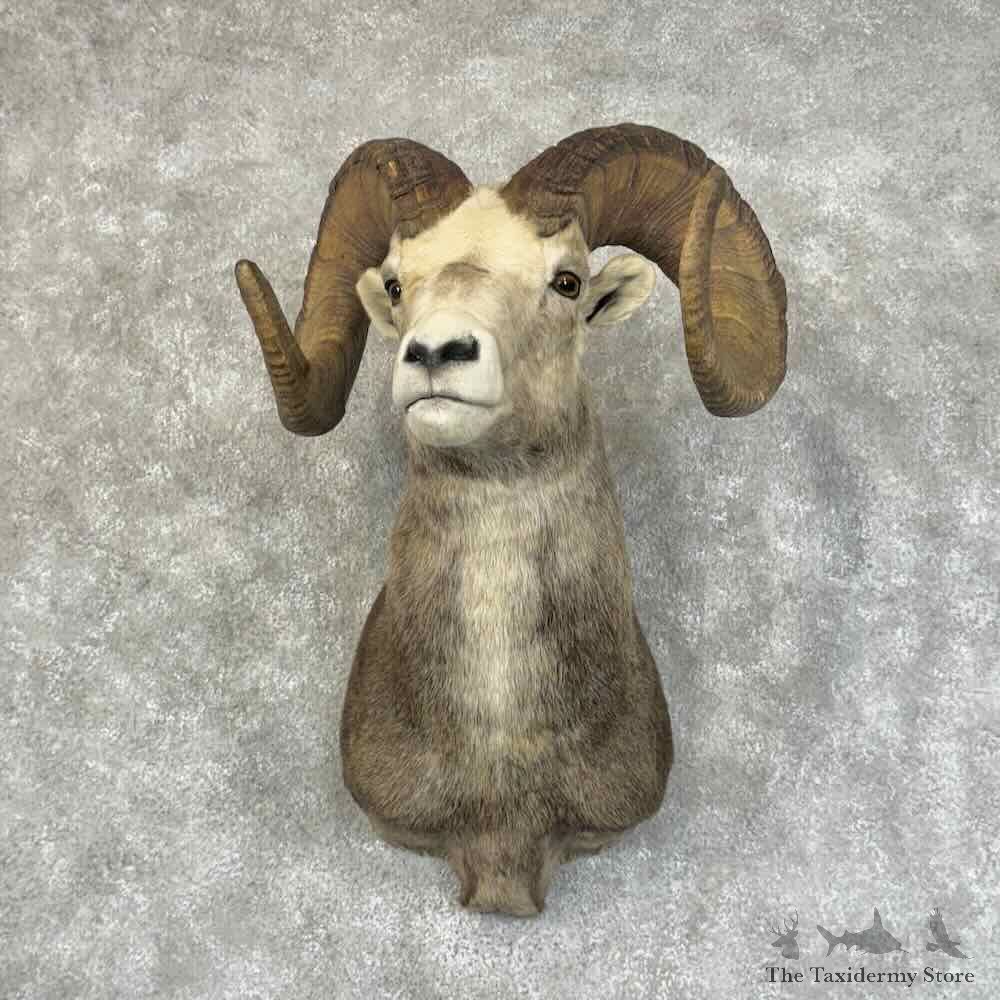 Stone Sheep Ram Shoulder Mount For Sale #31328 @ The Taxidermy Store