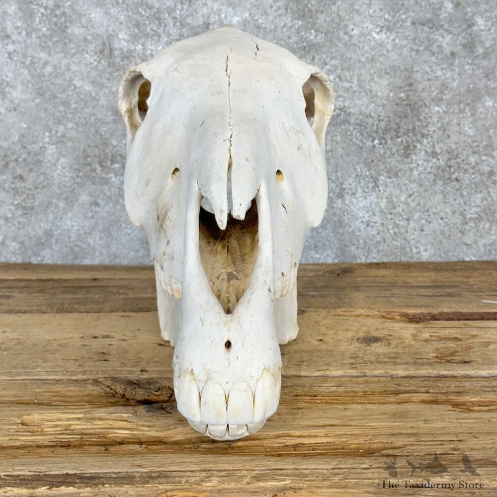 African Burchell's Zebra Skull Mount For Sale #28963 @ The Taxidermy Store