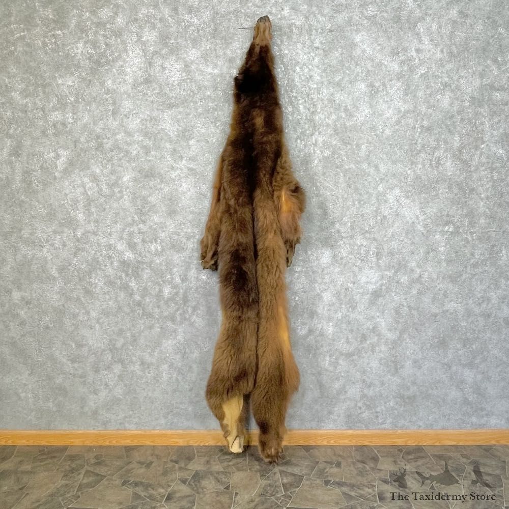 Grizzly Bear Tanned Hide For Sale #25344 @ The Taxidermy Store
