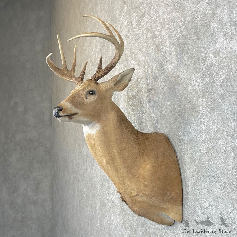 Whitetail Deer Shoulder Mount #24598 For Sale - The Taxidermy Store