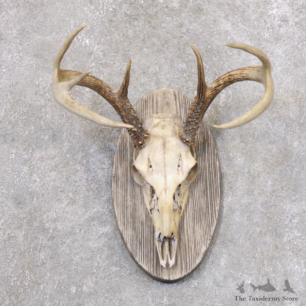 Whitetail Deer Skull European Mount For Sale #22357 @ The Taxidermy Store