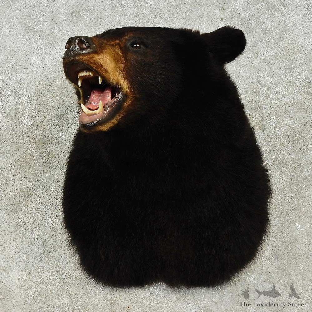 Black Bear Shoulder Mount For Sale #16191 @ The Taxidermy Store