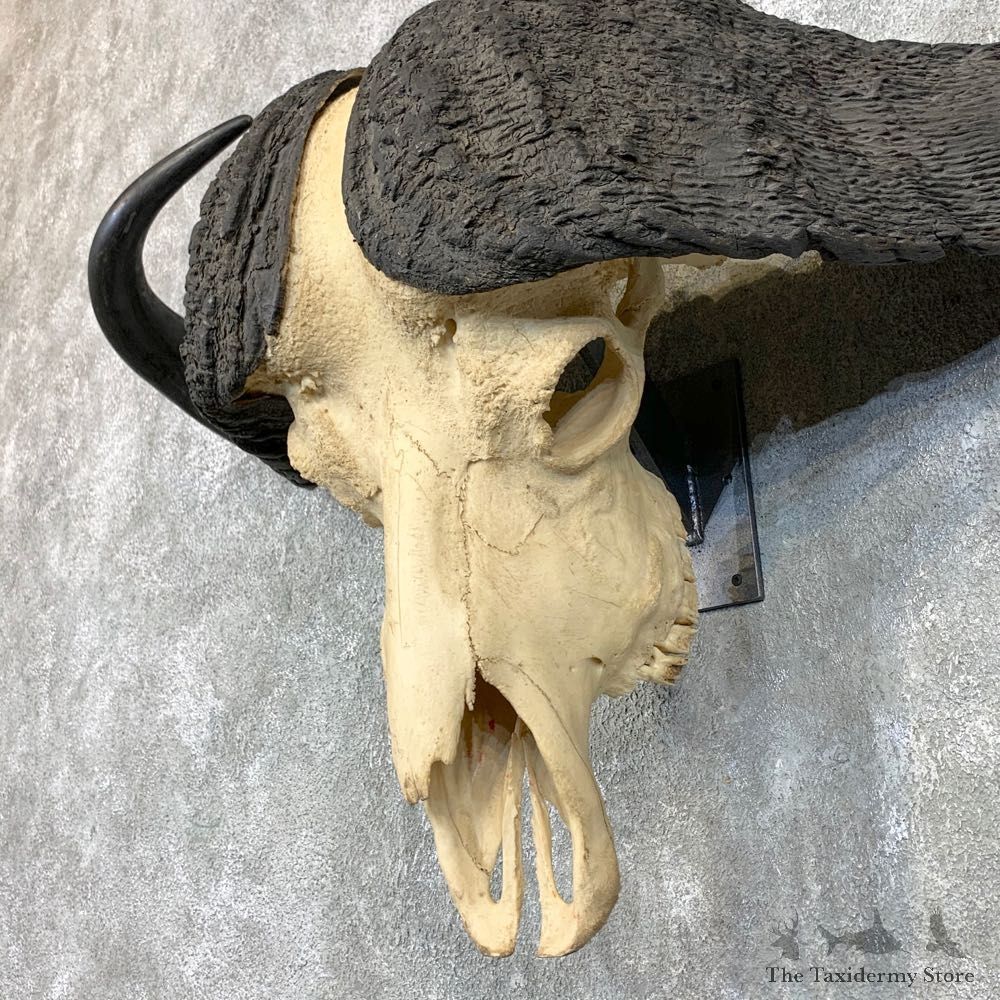 Cape Buffalo Skull Taxidermy Mount For Sale #22687 For Sale @ The Taxidermy Store