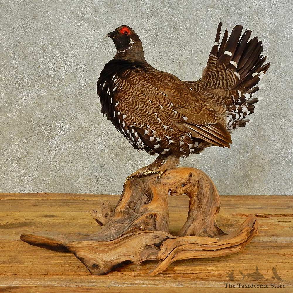 Franklin's Grouse Bird Mount For Sale #16501 @ The Taxidermy Store