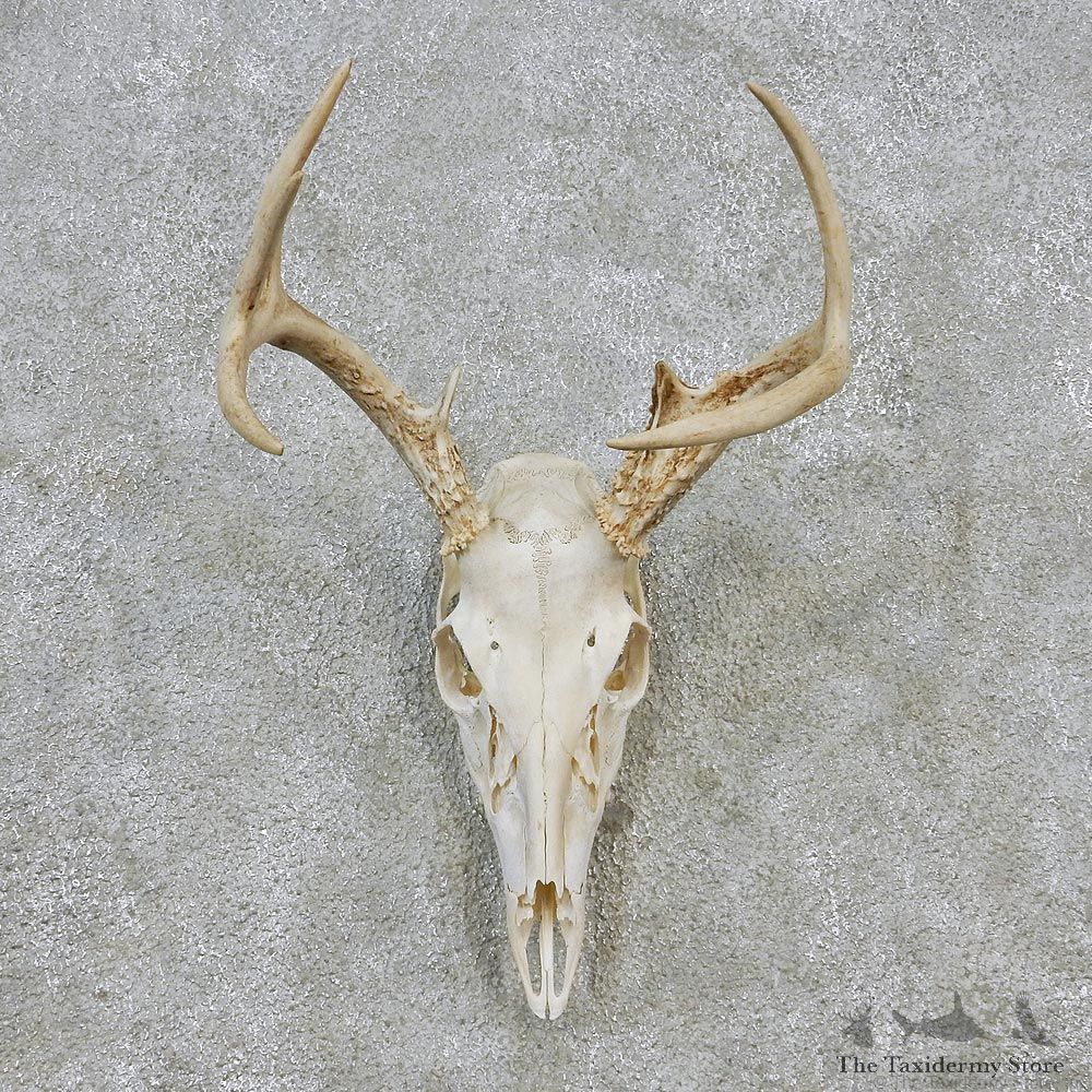 Whitetail Deer European Antler Skull Taxidermy Mount #12623 For Sale @ The Taxidermy Store