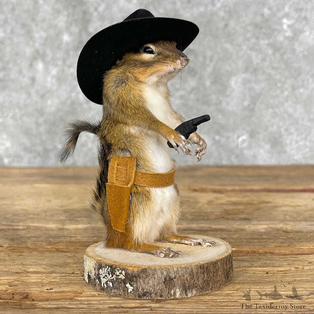 Cowboy Chipmunk Novelty Mount For Sale #25526 @ The Taxidermy Store
