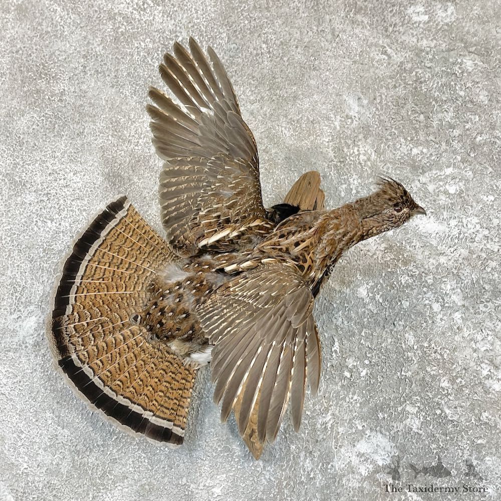 Ruffed Grouse Bird Mount For Sale #26573 @ The Taxidermy Store