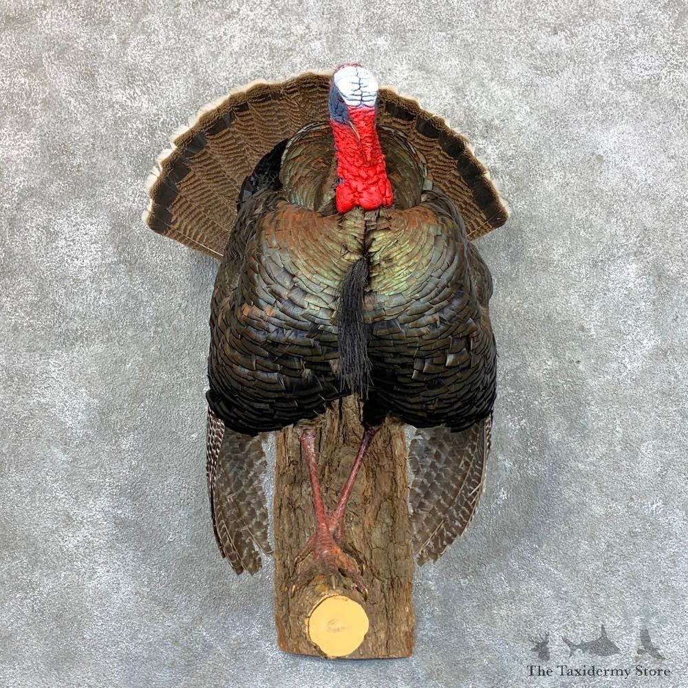 Rio Grande Turkey Life Size Taxidermy Mount #23603 For Sale @ The Taxidermy Store