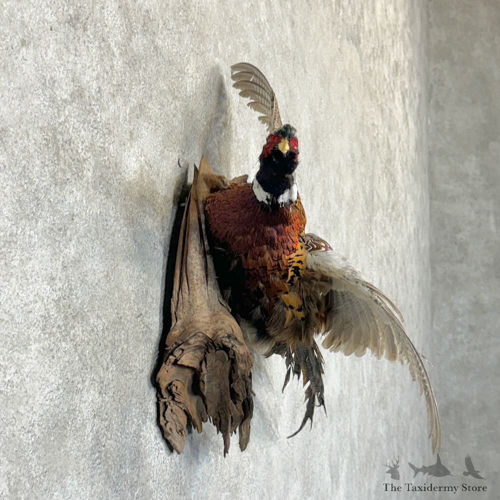 Ringneck Pheasant Bird Mount For Sale #29147 @ The Taxidermy Store