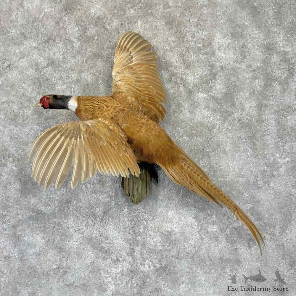Copper Pheasant Bird Mount For Sale #32296 @ The Taxidermy Store
