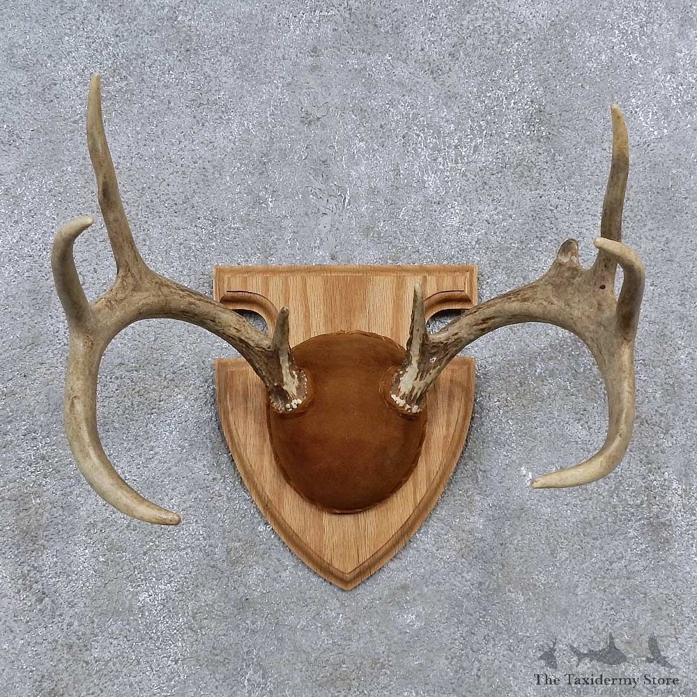 Whitetail Deer Antler Plaque Mount For Sale #15658 @ The Taxidermy Store