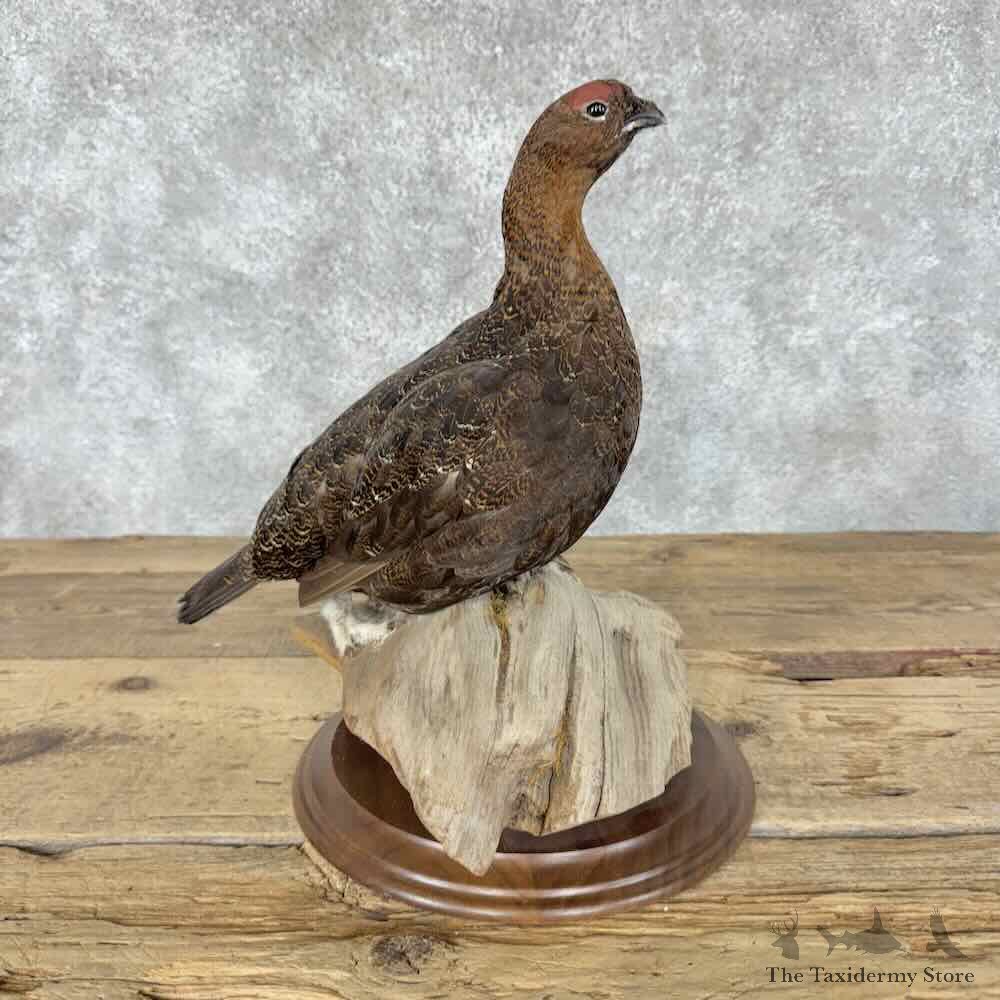 Willow Ptarmigan Mount For Sale #31824 @ The Taxidermy Store