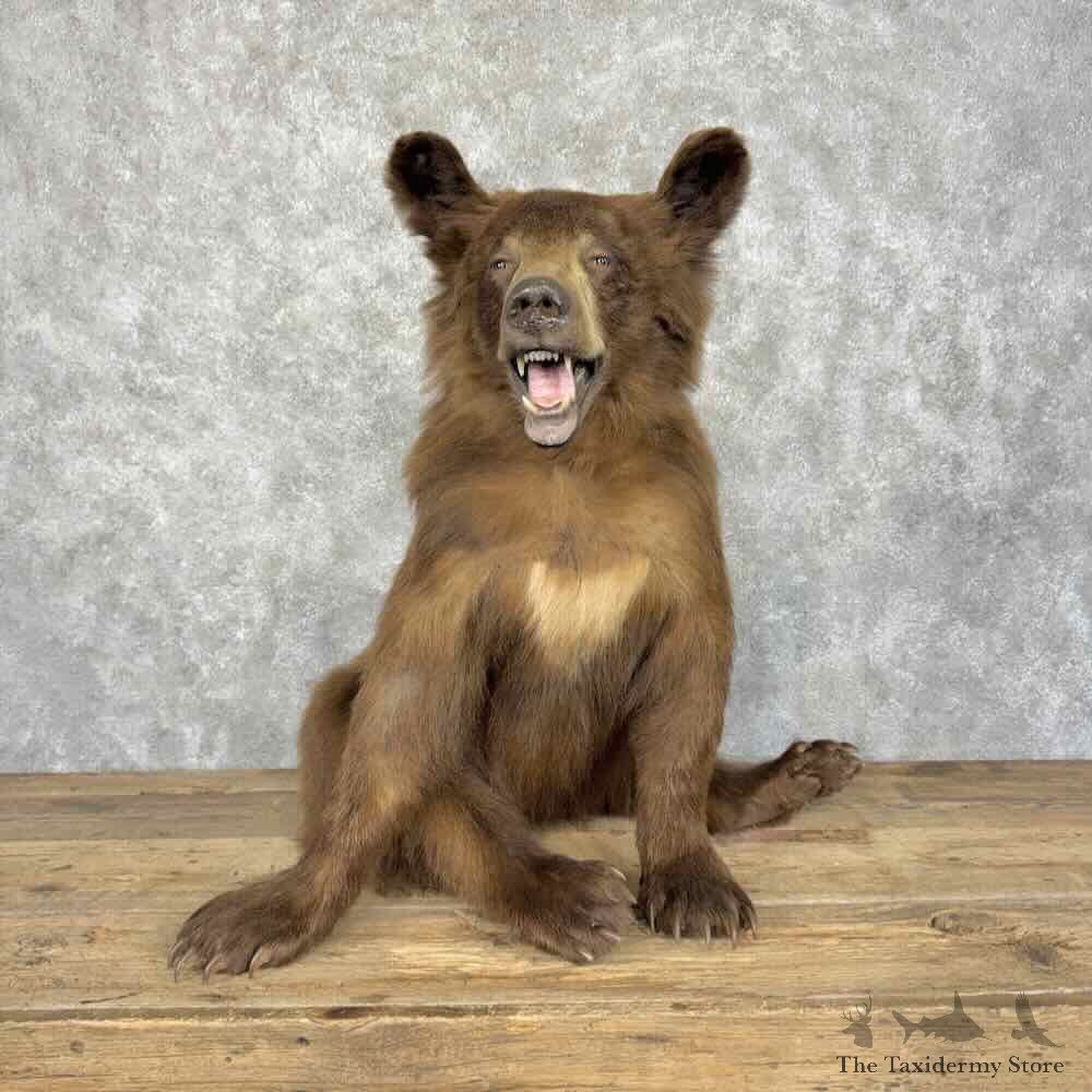 Juvenile Chocolate Black Bear Life Size Mount For Sale #31990 @ The Taxidermy Store