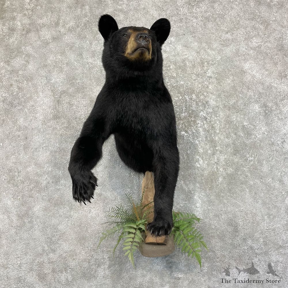 Black Bear Half-Life-Size Taxidermy Mount #26792 For Sale @ The Taxidermy Store