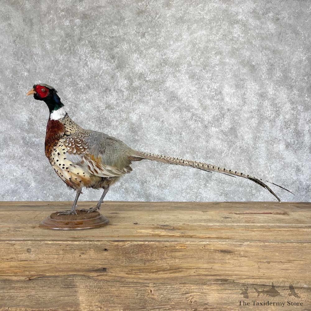 Ringneck Pheasant Bird Mount For Sale #28231 @ The Taxidermy Store