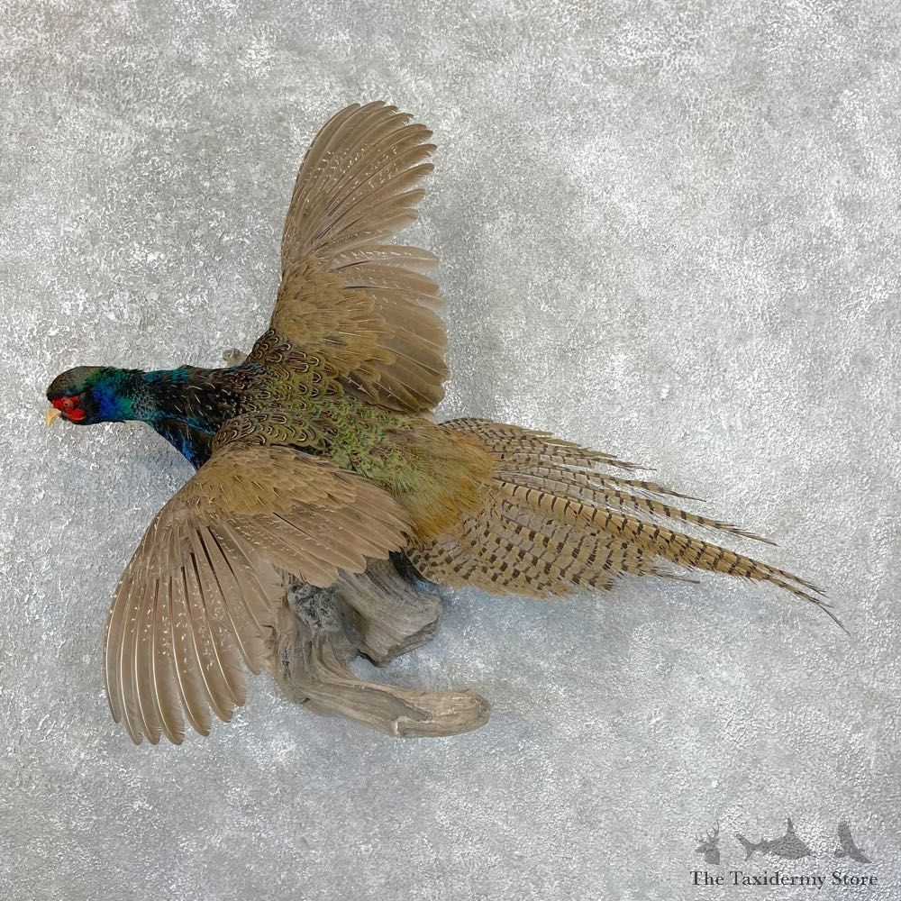 Green Pheasant Taxidermy Mount #24292 For Sale @ The Taxidermy Store