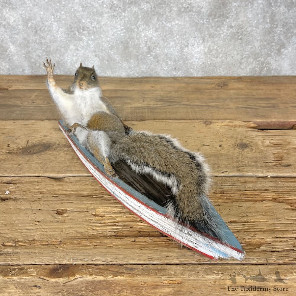 Novelty Grey Squirrel Mount For Sale #28358 @ The Taxidermy Store