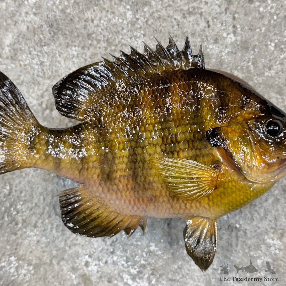 Bluegill Fish Mount For Sale #29918 @ The Taxidermy Store